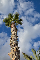 Image showing Palm tree at blue sky 