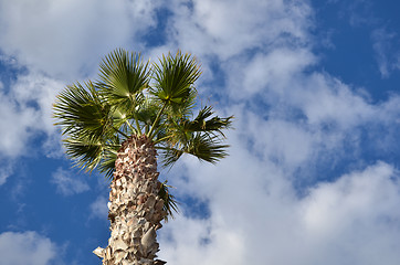 Image showing Palm tree from below