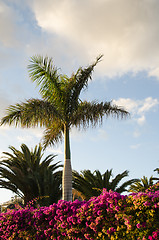 Image showing Tropical evening view