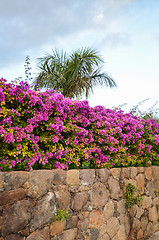 Image showing Tropical stone wall