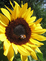 Image showing sunflower with bee