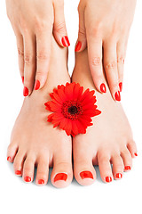 Image showing Woman with beautiful red manicured nails