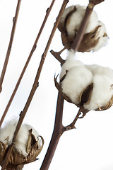 Image showing Fresh white cotton bolls ready for harvesting