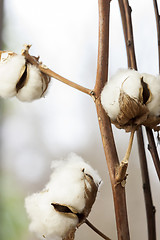 Image showing Fresh white cotton bolls ready for harvesting