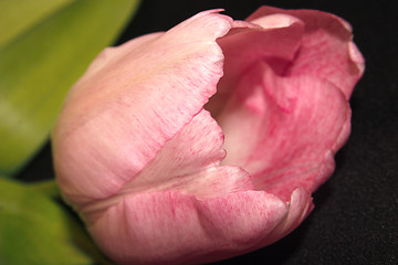 Image showing pink tulip over black
