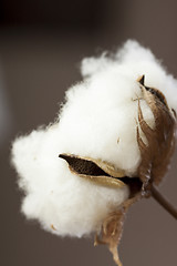 Image showing Fresh white cotton bolls ready for harvesting
