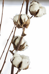 Image showing Fresh white cotton bolls ready for harvesting