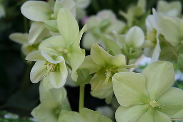 Image showing Christmas Roses