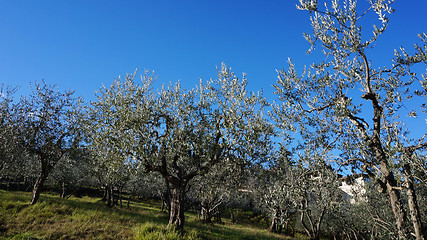 Image showing Olive oil tree			