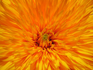 Image showing filled sunflower