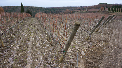 Image showing Wineyard in the winter 
					