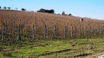 Image showing 
Wineyard in the winter 					