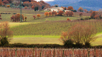 Image showing Wineyard in the winter 		