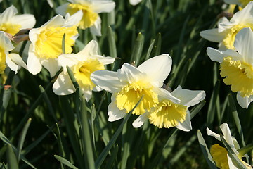 Image showing Daffodils