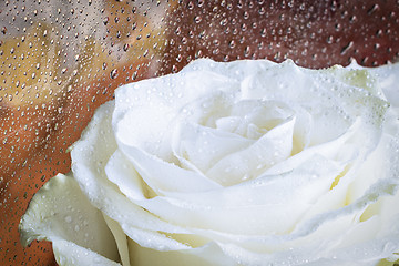 Image showing White rose flower and water drops 