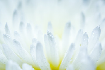 Image showing White aster flower 