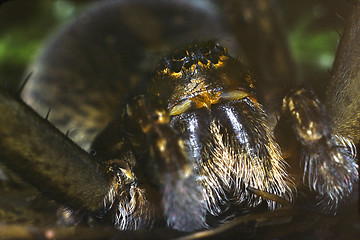Image showing Raft spider, close up. Dolomedes fimbriatus.