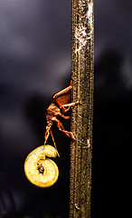 Image showing Spiked shieldbug with prey. Picomerus bidens.