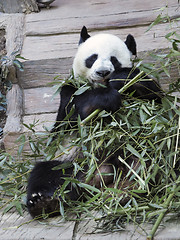 Image showing giant panda