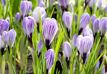 Image showing Purple Crocus.