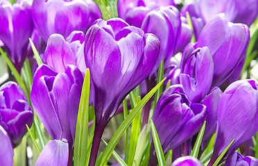 Image showing Crocus flower bloom.