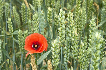 Image showing Red Poppy among maturing wheat