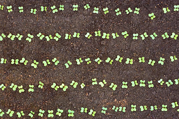 Image showing New seedlings of cabbage in soil