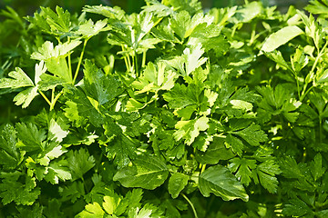 Image showing Green leaf parsley