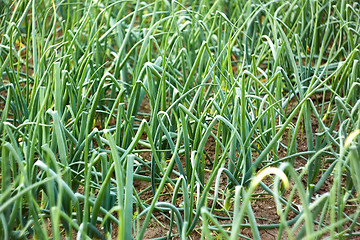 Image showing Green onion plants in soil