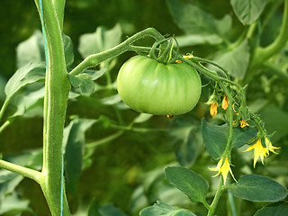 Image showing Large green unripe tomato