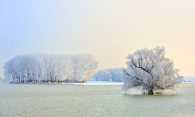 Image showing Frosty winter trees 