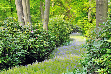 Image showing green forest in  spring time