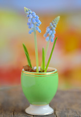 Image showing Muscari armeniacum flowers