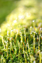 Image showing drops of dew on a grass