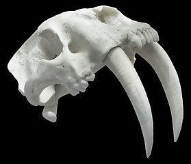 Image showing Smilodon Skull Cutout