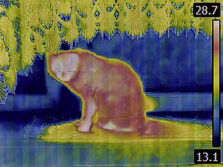 Image showing Cat Thermogram