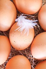 Image showing raw eggs