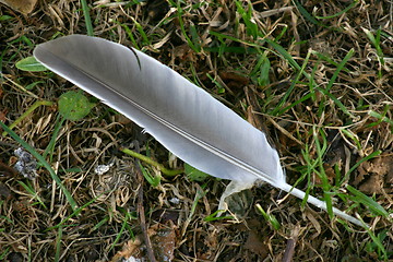 Image showing feather