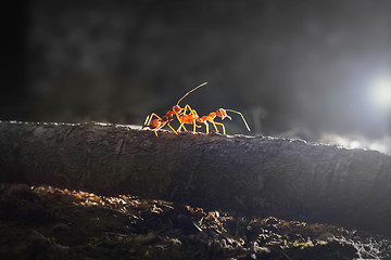 Image showing Red ants