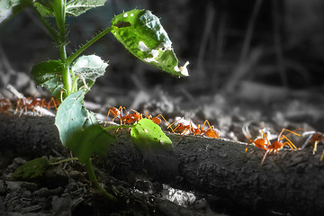 Image showing Red ants