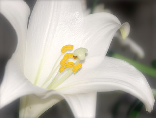 Image showing Soft white lily