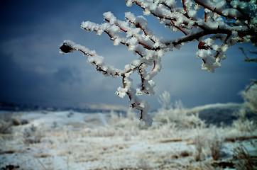 Image showing Snowy Branches