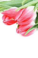 Image showing Spring Tulips