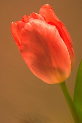 Image showing orange  tulip