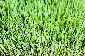 Image showing Grass