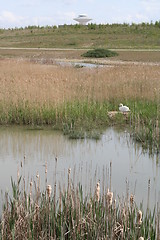 Image showing Pond with Swan and nest