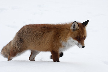 Image showing fox in snow