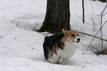 Image showing running