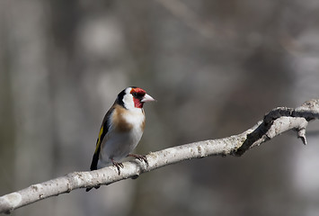 Image showing goldfinch