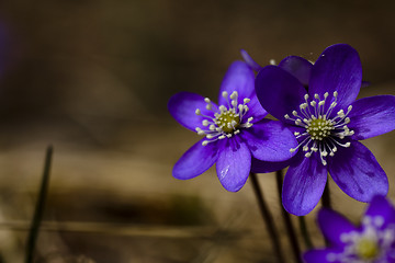 Image showing blue anemones